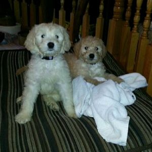 Meet your Posher, Heidi